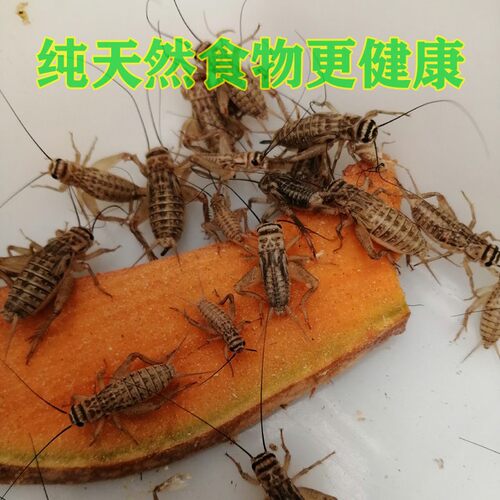 蛐蛐 蟋蟀 白蛐蛐 活体饲料活物 鱼鸟爬虫活食各种规格包邮送饲料
