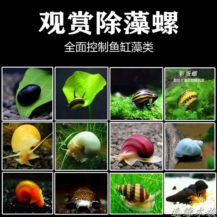 泰国黑金刚螺橙兔螺斑马螺印尼蜜蜂角螺观赏螺除藻神秘黄金螺包邮