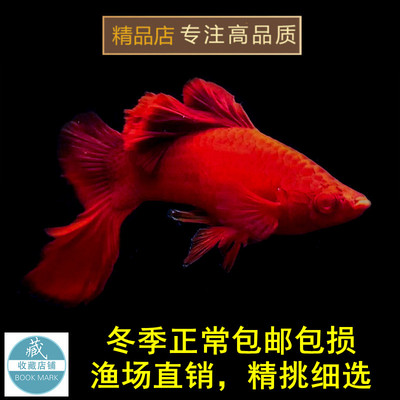 高鳍红箭鱼观赏鱼高鳍红剑鱼鱼苗淡水热带鱼狼牙帆菊花活体鱼饲料