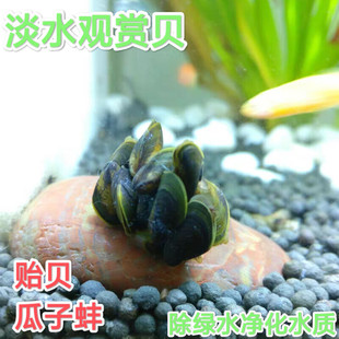 淡水贻贝瓜子蚌小河蚌活体淡水冷水原生宠物小型除藻观赏螺龙宫螺