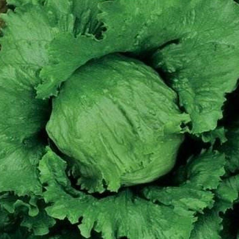 结球生菜种子球生菜种籽菜球产生种子四季高生菜种子农家蔬菜种子