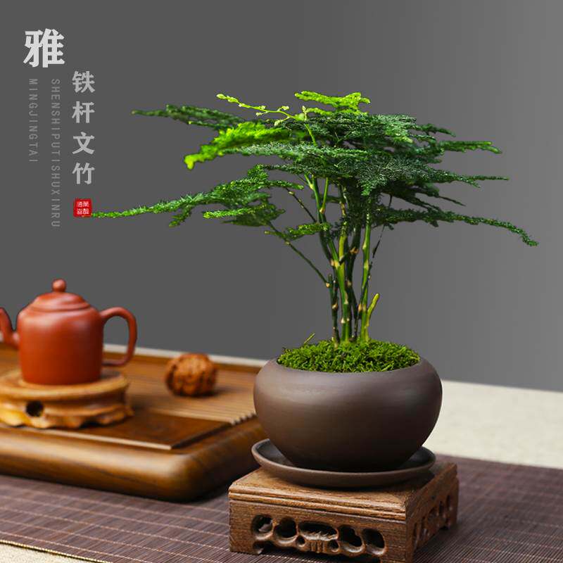 铁杆文竹盆栽桌面净化空气植物室内四季好养绿植茶桌禅意紫砂盆景