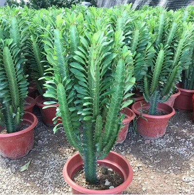 龙骨盆栽仙人掌大植物龙骨花室内花开花不断霸王鞭玉麒麟仙人好养