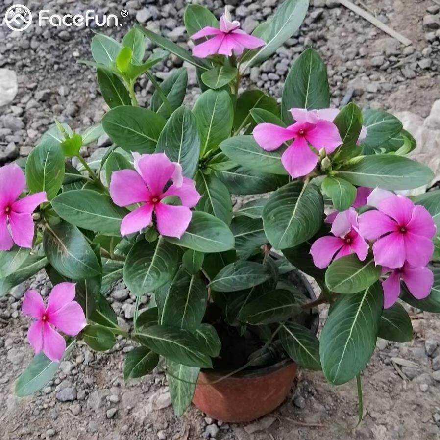 五叶梅盆栽四季开花木本长春花天天开老桩带花苞发货阳台庭院易养