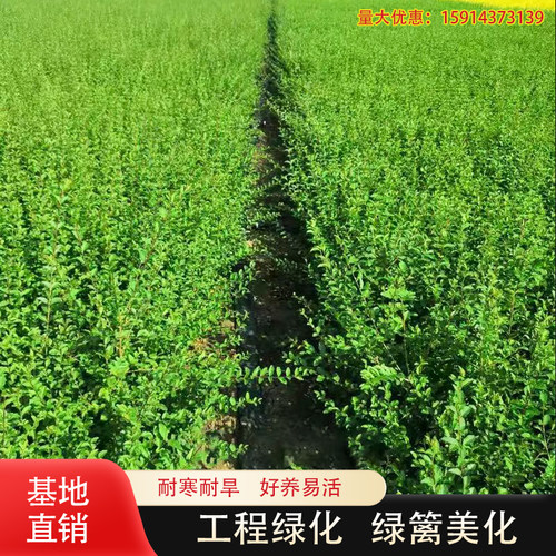 小叶女贞金叶女贞水蜡四季常青树苗植物庭院绿篱围墙篱笆绿化树苗