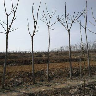 农村臭椿树乡土植物树木椿树苗南北方种植耐寒品种景观绿化树木