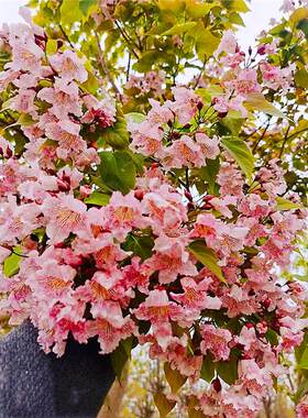 楸树花楸梓树金丝粉红花园树鹅掌苗紫花粉色室外庭院风景正宗耐寒