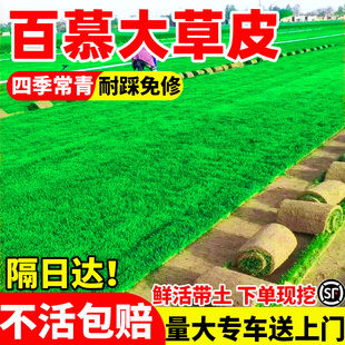 百慕大草皮带土真草坪绿化工程别墅花园马尼拉剪股颖免剪易活四季