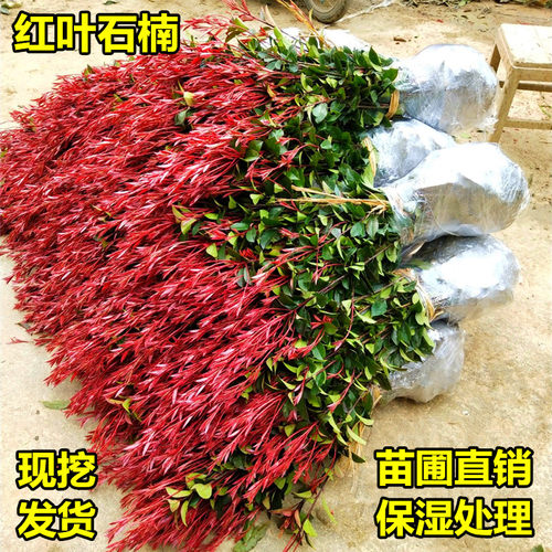 红叶石楠苗红花继木金森女贞绿化树苗红庭院植物篱笆苗木树小苗球