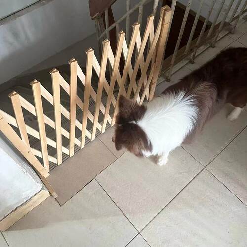 宠物围栏狗笼隔断拦狗栅栏阳台隔离门可伸缩栅栏门挡狗挡猫兔护栏