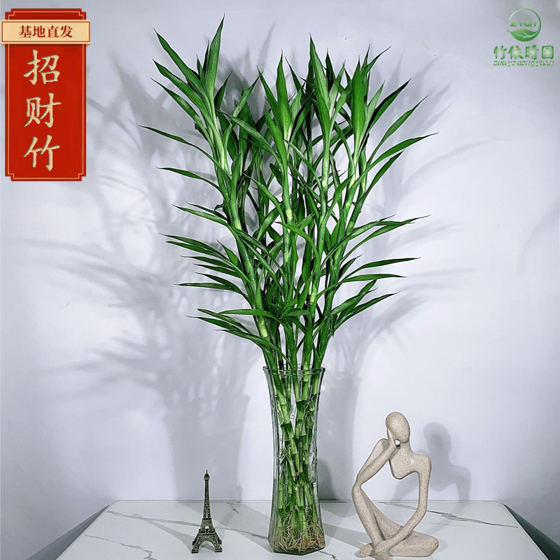 网红植物招财竹细叶富贵竹好养四季常青卧室客厅净化空气水培植物,鲜花速递/花卉仿真/绿植园艺,绿植,淘宝优惠券,粉丝福利购,淘宝优惠卷