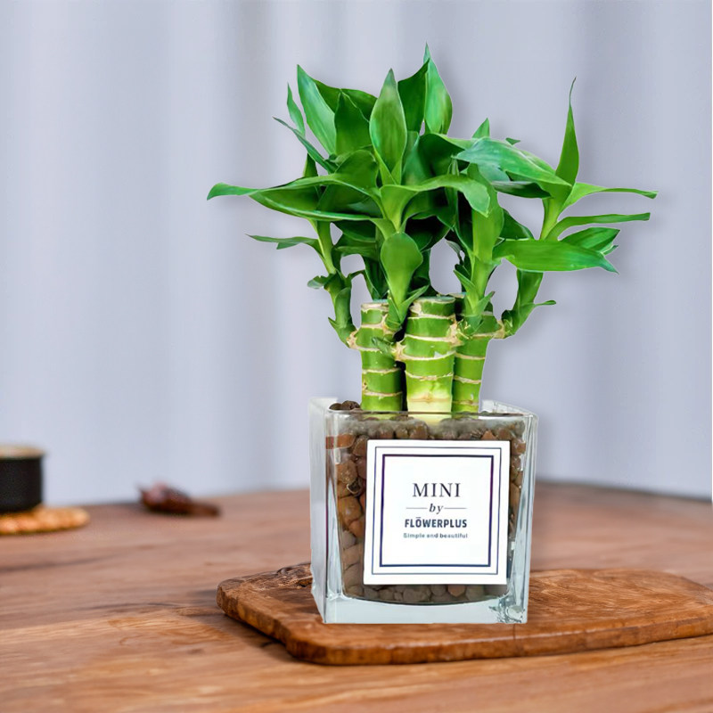 富贵竹水培植物水养文昌竹粗杆发财带根步步高升转运竹子花卉盆栽