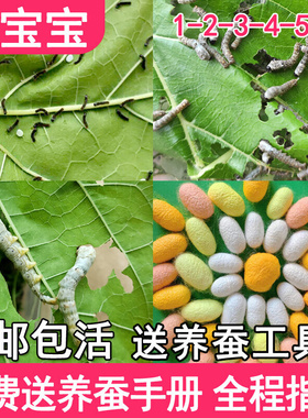蚕宝宝活物春蚕子幼虫七彩学生养蚕套装蚕种小蚕卵1龄234新鲜桑叶