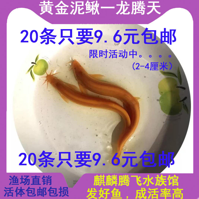 本命年冷水鱼小金龙黄金泥鳅观赏鱼活体好养清道夫锦鲤金鱼苗