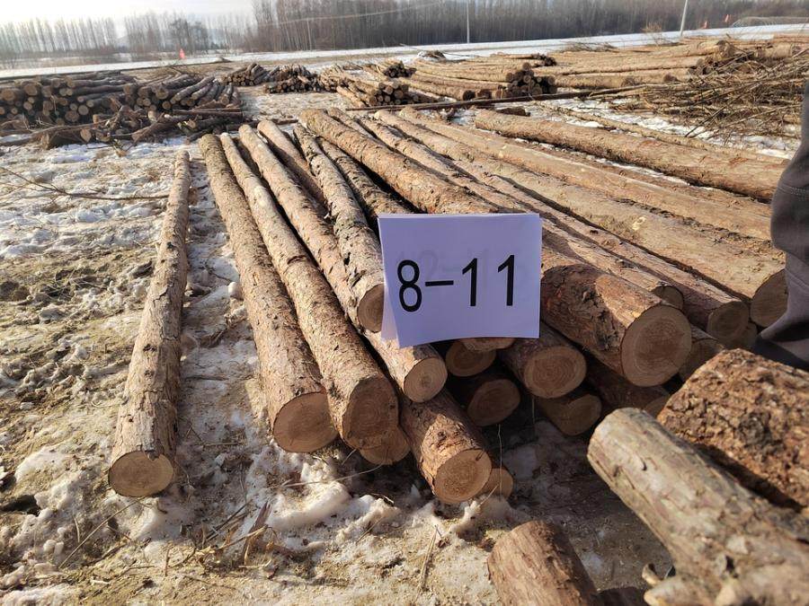 12月30日哈尔滨苇河林场落叶松木材（第二批2标段）网络拍卖公告