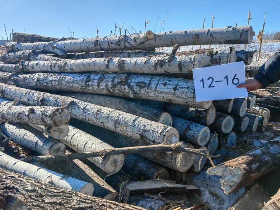 1月2日哈尔滨林场杨木木材（第三批2标段）网络拍卖公告