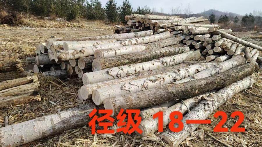 12月25日哈尔滨元宝林场杨木木材（多批）网络拍卖公告