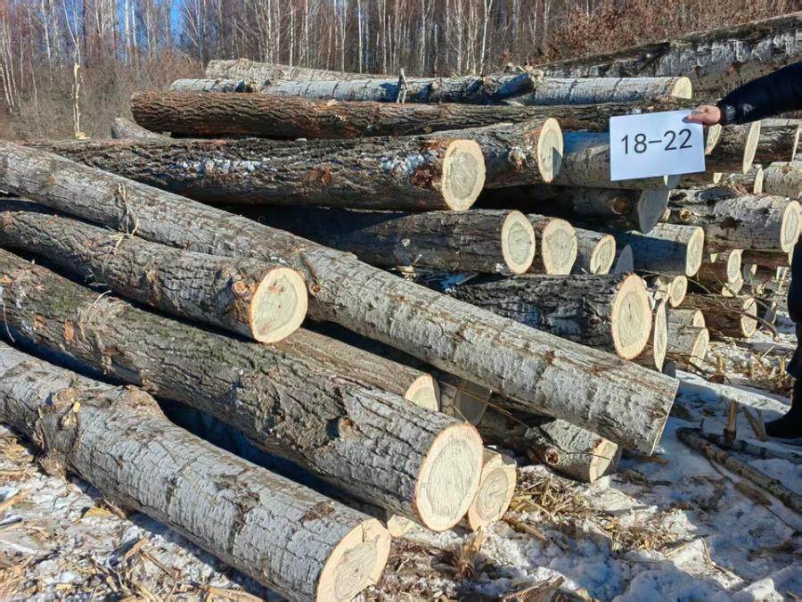 1月2日哈尔滨林场杨木木材（第三批4标段）网络拍卖公告