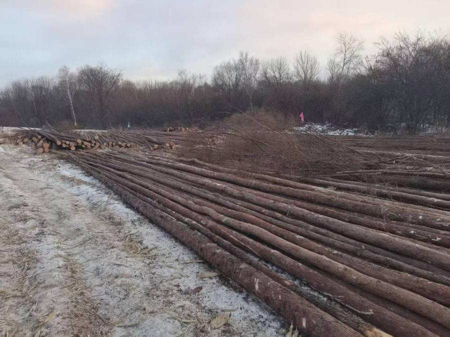 12月20日哈尔滨老街基林场落叶松木材（三标段）网络拍卖公告
