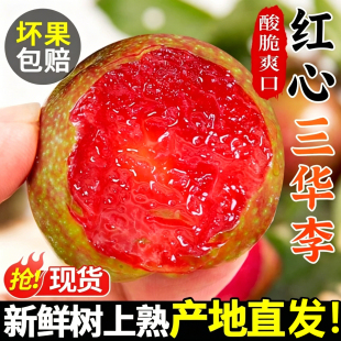 正宗三华李5斤新鲜李子当季水果现摘红心三月李孕妇大果整箱包邮3