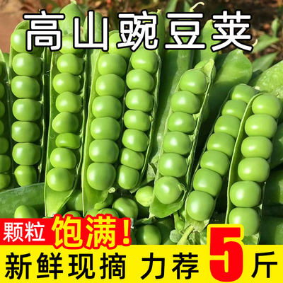 云南高山豌豆荚生新鲜带壳青豆当季农家蔬菜剥壳长寿甜豆粒9整箱