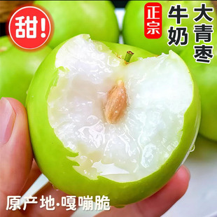牛奶枣大青枣台湾贵妃牛奶蜜枣新鲜苹果脆甜冬枣子包邮坏果包赔