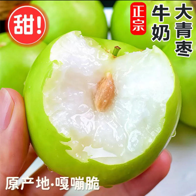 牛奶枣大青枣台湾贵妃牛奶蜜枣新鲜苹果脆甜冬枣子包邮坏果包赔