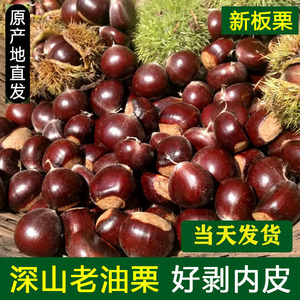 云南特产当季现摘新鲜水果生板栗油锥迁西野小毛栗子带壳包邮