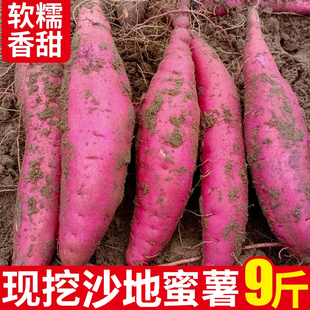 红薯正宗黄心蜜薯糖心新鲜番薯板栗沙地地瓜山芋农家自种