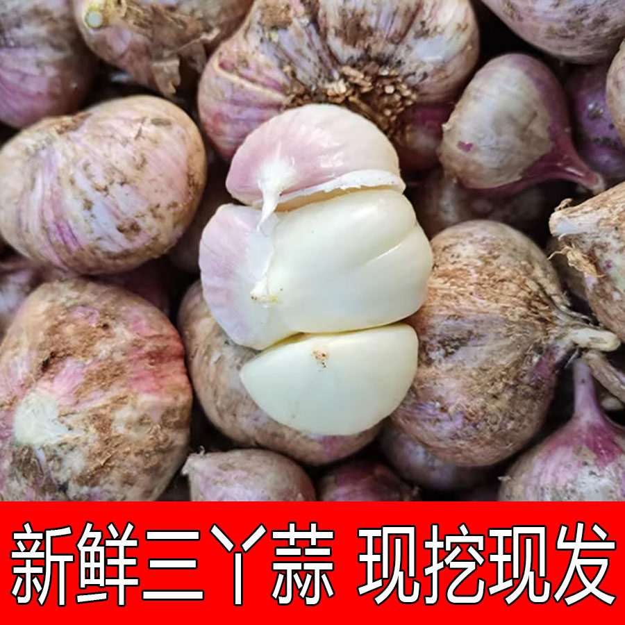 三丫蒜2025年新鲜大蒜现挖云南正宗紫皮三瓣蒜大理瓣蒜红蒜大蒜头,水产肉类/新鲜蔬果/熟食,大蒜,淘宝优惠券,粉丝福利购,淘宝优惠卷