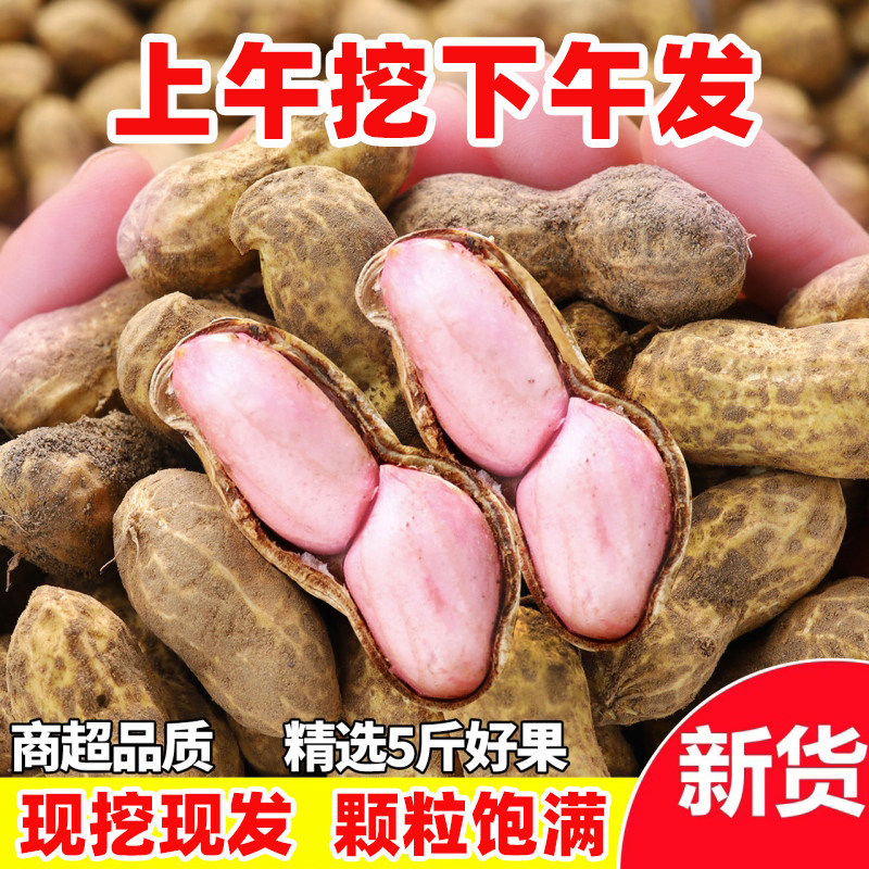 26年新鲜湿花生农家自种带壳生花生原味粉皮带泥鲜花生现货可煮