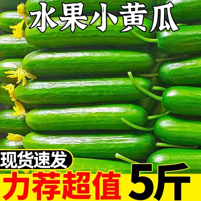 现摘水果小黄瓜5斤新鲜黄瓜甜脆小青瓜山东蔬菜农家自种生吃包邮