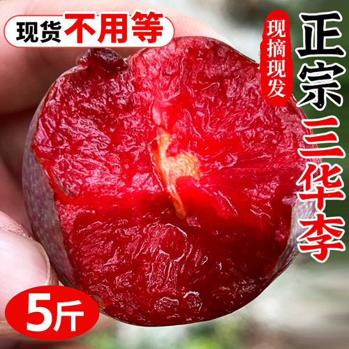 现货正宗三华李子5斤新鲜水果特大当季红心芙蓉李农家现摘整箱李