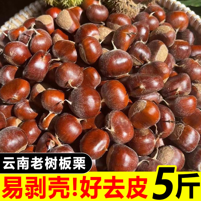 2026板栗生新鲜云南老树油栗子生毛栗子迁西板栗野生锥毛栗子
