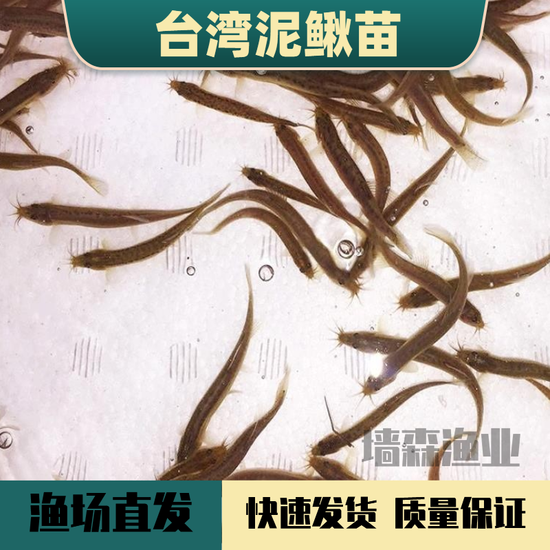 台湾泥鳅苗泥鳅鲜活冷水宠物鱼龙鱼乌龟筏钓小龙鱼活体饲料顺丰包 宠物/宠物食品及用品 鱼 原图主图