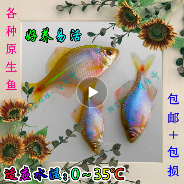 原生高体七彩鳑鲏鱼原生水族观赏鱼淡水冷水除丝藻旁皮鱼棒花鱼