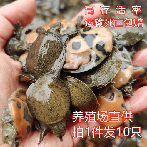 甲鱼苗外塘中华鳖苗小甲鱼苗龙鱼活体饲料宠物淡水鱼团鱼苗王八苗