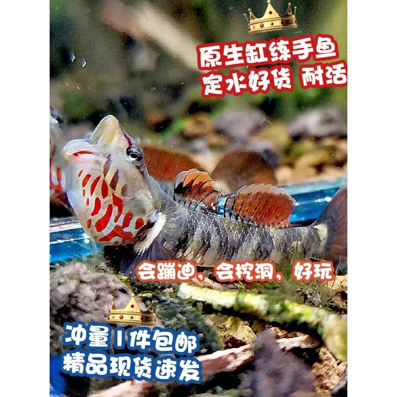 练手稀有原生冷水鱼小型淡水白面溪流吻虾虎鱼好养耐活热带观赏鱼