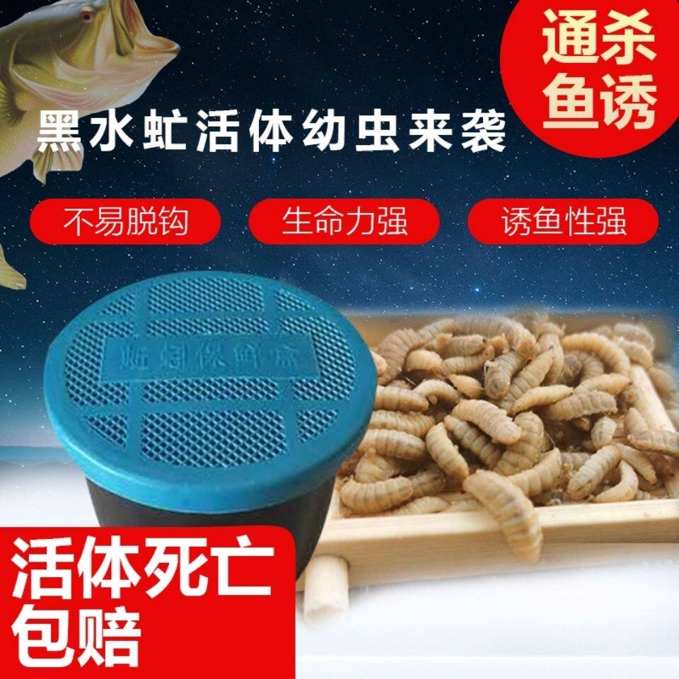 蛆虫活虫野钓黑水虻活体幼虫活体鱼饵钓鱼蚯蚓鸟乌龟营养饲料通杀