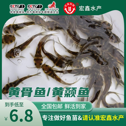 黄颡鱼苗活体黄骨鱼苗淡水养殖昂刺食用黄丫头黄鸭叫黄辣丁小鱼苗 - 封面