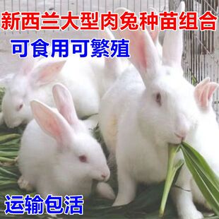 兔子活物公母一对活体宠物家兔活兔肉兔子苗巨型兔子苗家养幼兔苗
