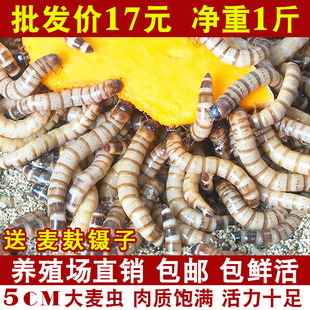 大麦虫活虫鲜活面包虫大号黄粉虫金龙鱼鱼食八哥画眉鸟食活体虫子