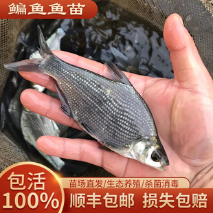 鳊鱼苗长身鳊鳊花油三角鲂武昌鱼苗团头鲂耐活饲料食用淡水养殖