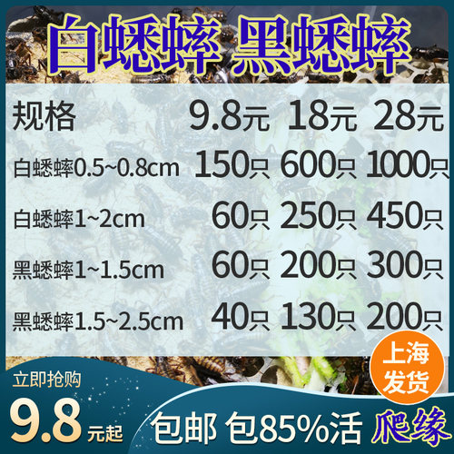 蛐蛐蟋蟀活体饲料活物 8元50只，18元250只28元450只包邮现货活虫