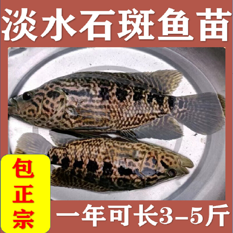 淡水石斑鱼苗活体淡水养殖食用易养活观赏鱼大型鱼凶猛鱼路亚鱼苗