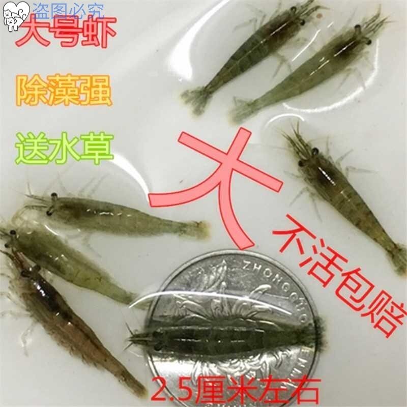 除藻河虾苗淡水观赏冷水虾好养观赏虾活体冷水黑壳虾苗宠物虾家养