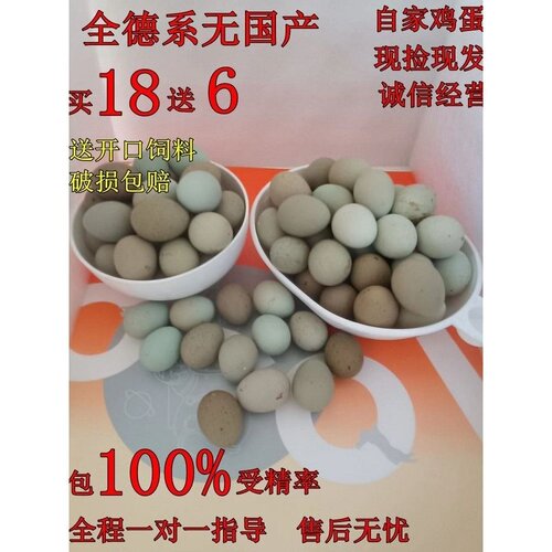 宠物鸡种蛋网红鸡受精蛋可孵化迷你蛋鹌鹑受精卵德系礼服瓦灰纯白
