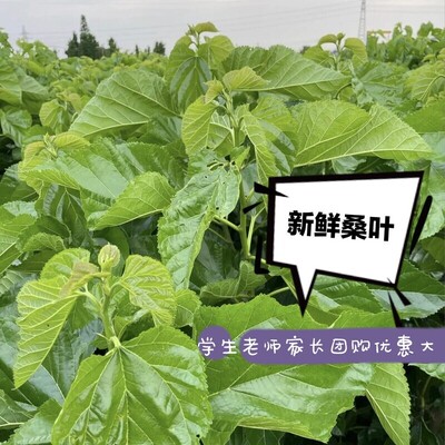 长沙嫩桑叶500克1斤新鲜养蚕专用新鲜桑叶蚕宝宝食用喂蚕本地同城