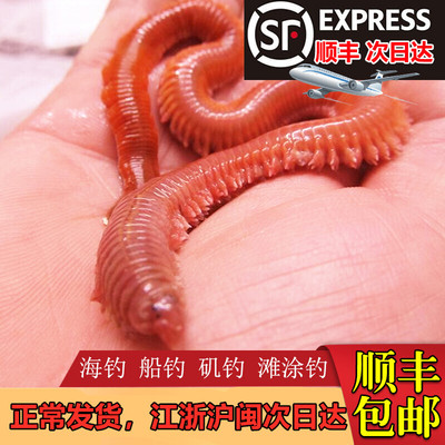 活沙蚕 活饵包邮 红虫青虫海蜈蚣海蚯蚓海钓鱼饵路亚饵鲈鱼饵包活