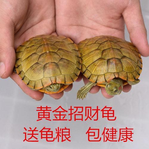 小乌龟活物深水网红长寿龟水龟宠物苗一对情侣龟特大黄金巴西彩龟